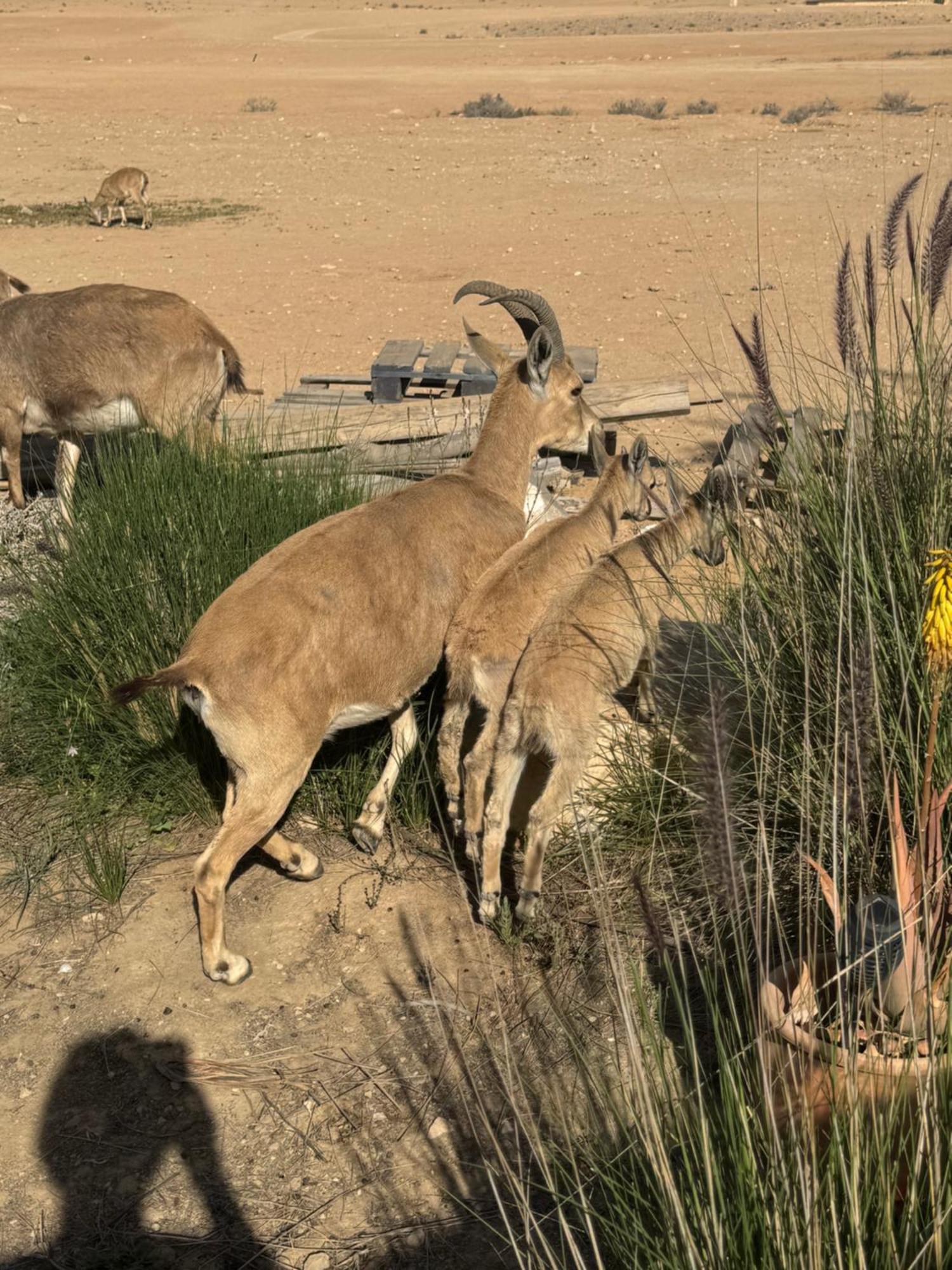 Midreshet Ben Gurion Nof Beresheetヴィラ エクステリア 写真